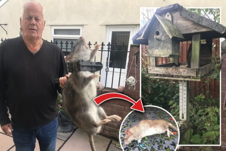 Homem encontra rato do tamanho de cachorro em casa, na Inglaterra - Mundo -  Diário do Nordeste